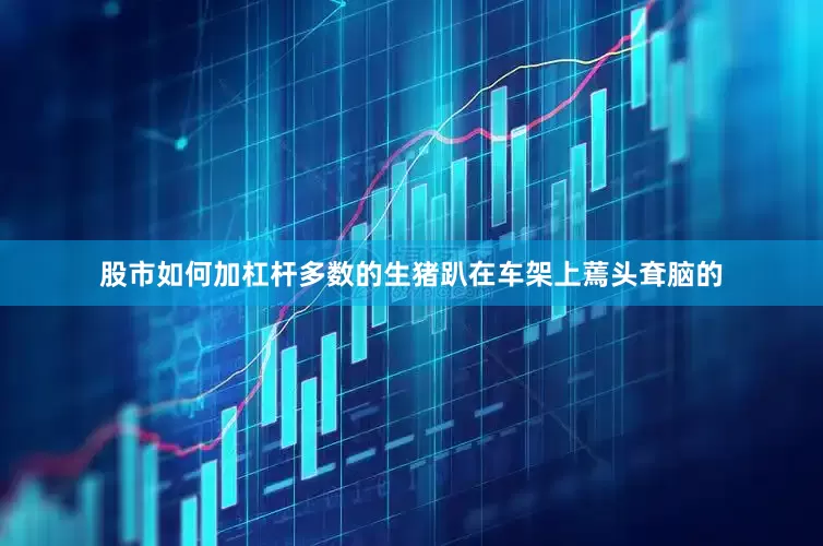 股市如何加杠杆多数的生猪趴在车架上蔫头耷脑的